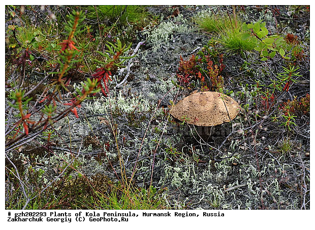 ����������� ����������, ���������� �������, ������������ ������������ Leccinum scabrum ������