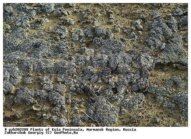 �������� ����������, �������������� �������� Xanthoparmelia conspersa, ����������� ����������, ���������� �������, ������, ��������