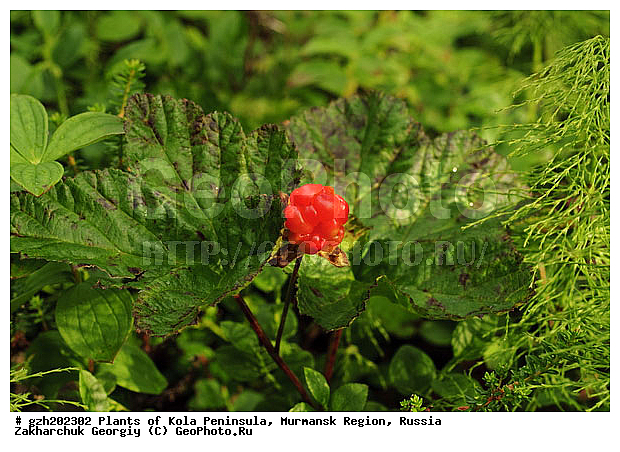 Rubus chamaemorus, ����������� ����������, �������, ���������� �������, ������, �����, ������, ������ ��������, �����, ���������� ��������, ������������ ��������, ������������ ��������, ����, �����, �����, �����, XYZ, ������������, �������, �����������, Rosaceae, �������, ������� �����������, ������� ������������, Rubus chamaemorus