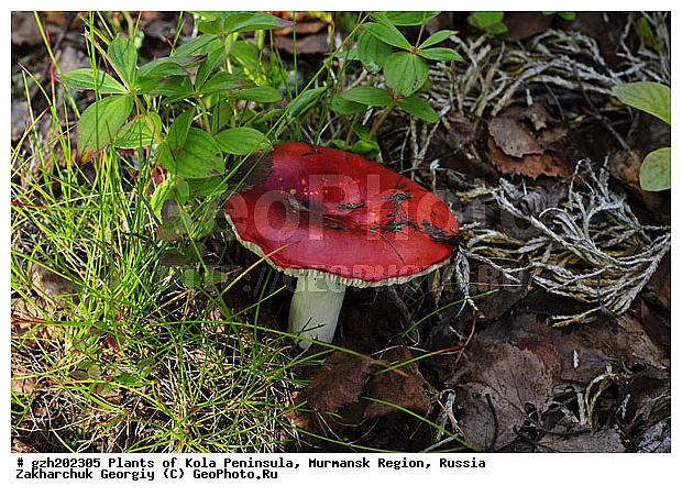 ����������� ����������, ���������� �������, ����� ������, �������� Russula, �����