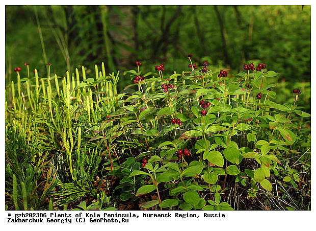 Cornus suecica, ����� ��������, �������� ����������, ����������� ����������, ������, ��������