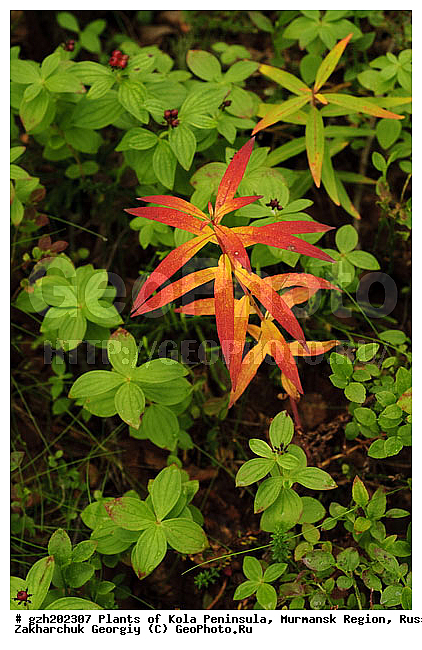 ����������� ����������, ���������� �������, ������, ������ �����������