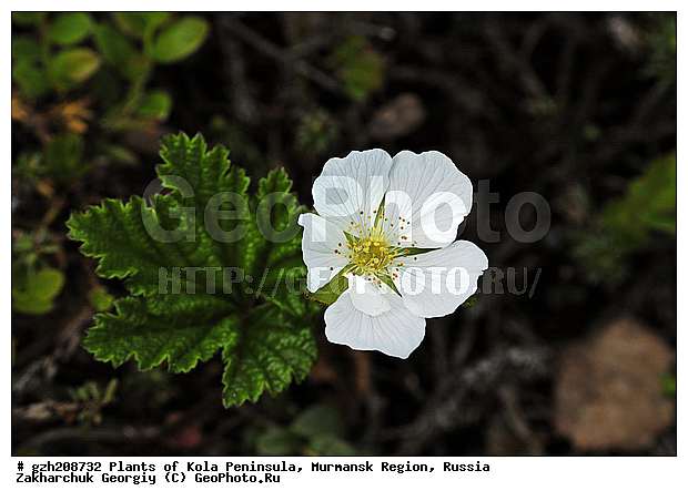 ��������, �������, ��������, ������, ��������, ������ ��������, �����, ���������� ��������, ������������ ��������, ������������ ��������, ������, �����, XYZ, ������������, �������, �����������, Rosaceae, �������, ������� �����������, ������� ������������, Rubus chamaemorus