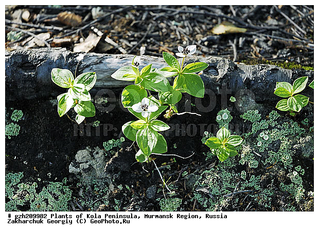 Chamaepericlymenum suecicum, ����� ��������