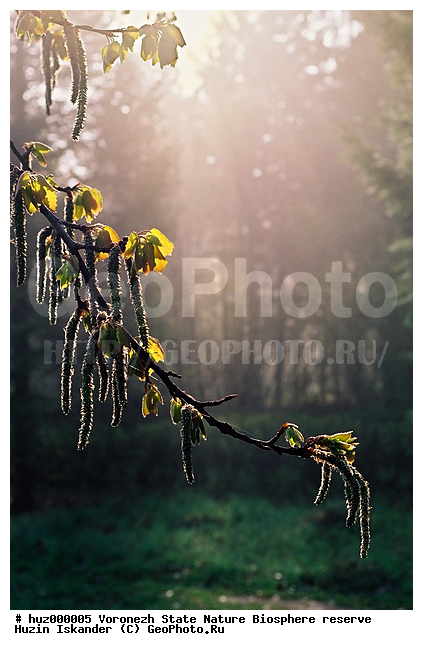 ����������� ��������������� ��������� ���������� ����������, ���������� ����������, �������� ����, ����� ������, ������, ����������, �������� ����, ���, ����� ���, ��������� ����, ����