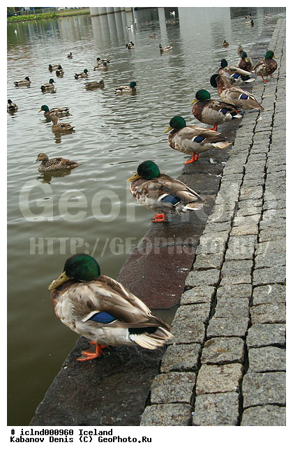 ��������, ��������, ��������, �����, �������, ����, �����������������, ������������� �����, XYZ, ������, Anatidae, ������, Anas platyrhynchos, �����������������, ������������� �����, XYZ, ������, Anatidae, ������, Anas platyrhynchos