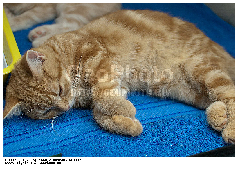 ������, ��������, ������� ��������, �����, �����