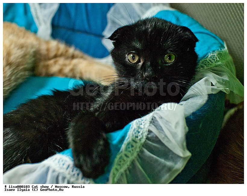 ������, ��������, ������� ��������, �����, �����