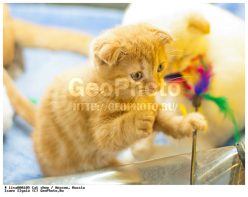 ������, ��������, �������, ������� ��������, �����, �����, ����������� ���������