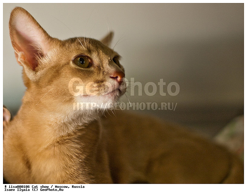 ������, ����������� �����, ����������� ������, ��������, ������� ��������, �����, �����, ���������� �����