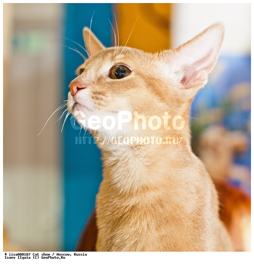 ������, ����������� �����, ����������� ������, ��������, ������� ��������, �����, �����, ���������� �����