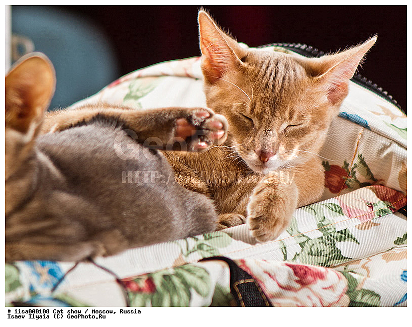 ������, ����������� �����, ����������� ������, ��������, ������� ��������, �����, �����, ���������� �����