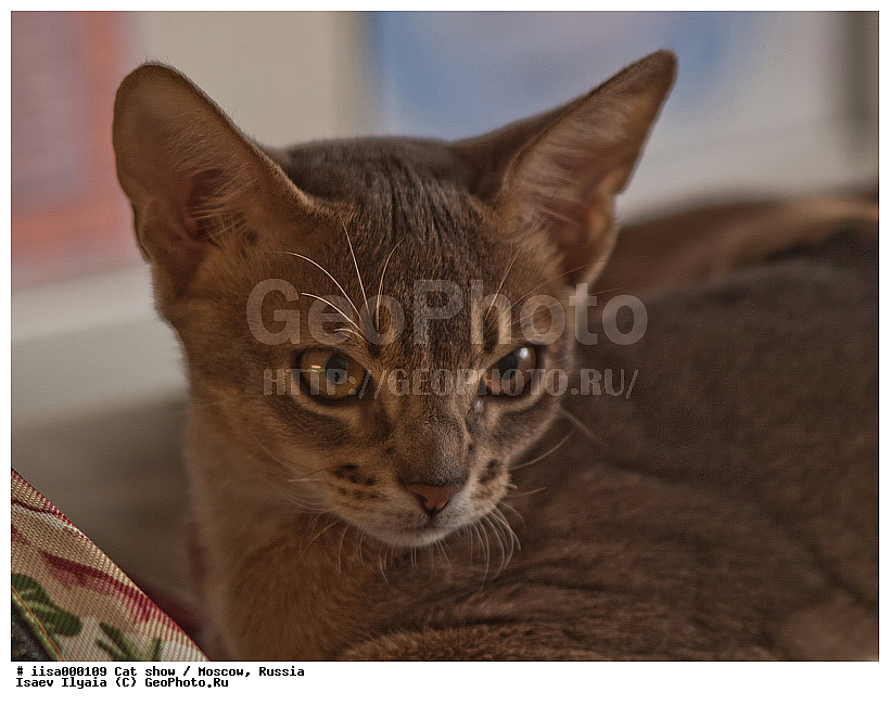 ������, ����������� �����, ����������� ������, ��������, ������� ��������, �����, �����, ���������� �����