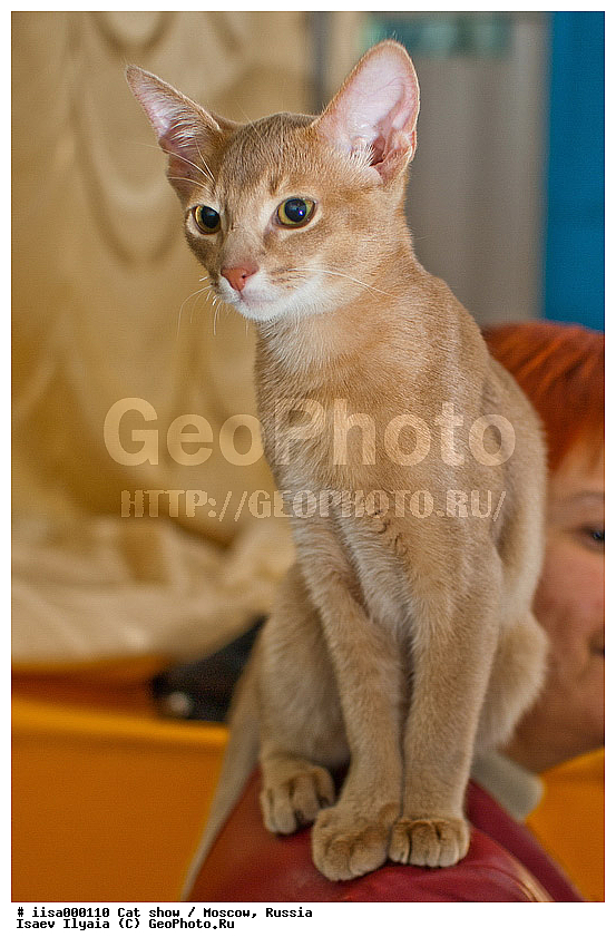 ������, ����������� �����, ����������� ������, ��������, ������� ��������, �����, �����, ���������� �����