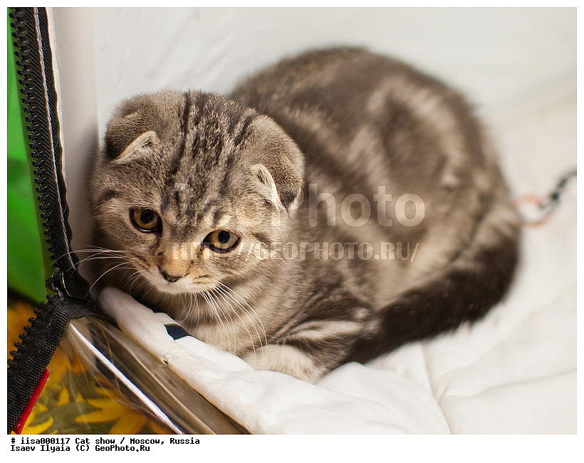 ������, ��������, ������� ��������, �����, �����, ����������� ���������