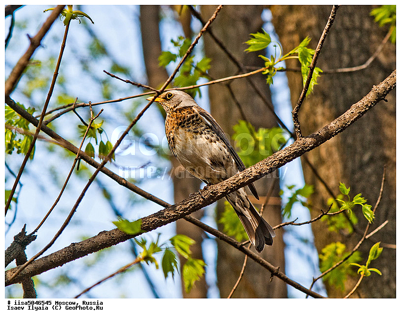 ������, �����, ����, �����, ������, ��������, ��������, ��������, �����������, �����, �����, XYZ, ���������, Turdidae, ��������, Turdus pilaris