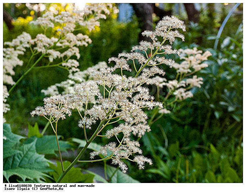 ��������, �����������, ��������, �������