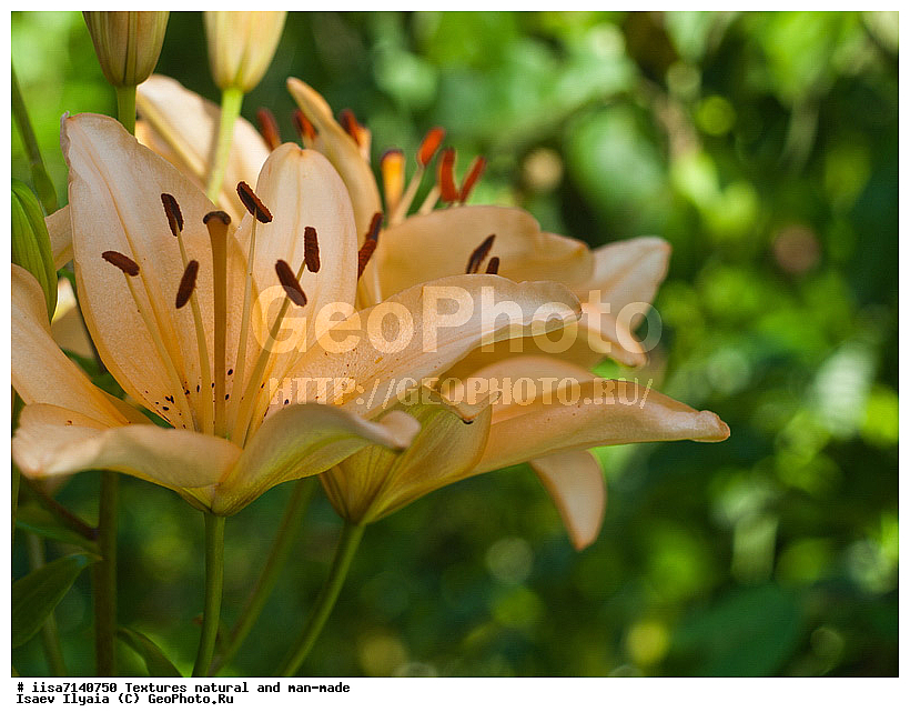 ��������, �����������, �����, ��������, �������, �����