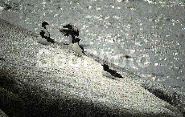 ����� ����, ���������, ������� ��������, �������, ������, ��������� ������, ��������� ��������� �������, �������, �������, ������ �����, ��������, ��������, �����, �����, ��������, �����������, ������� �����, ������� �����, XYZ, ����������, Alcidae, �������, Alca torda