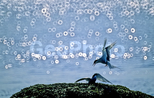 ����� ����, ���������, ������� �������� ������, ��������, ��������, ��������, �����������, ������� �����, ������� �����, XYZ, ���������, Sternidae, �������� ������, Sterna paradisaea