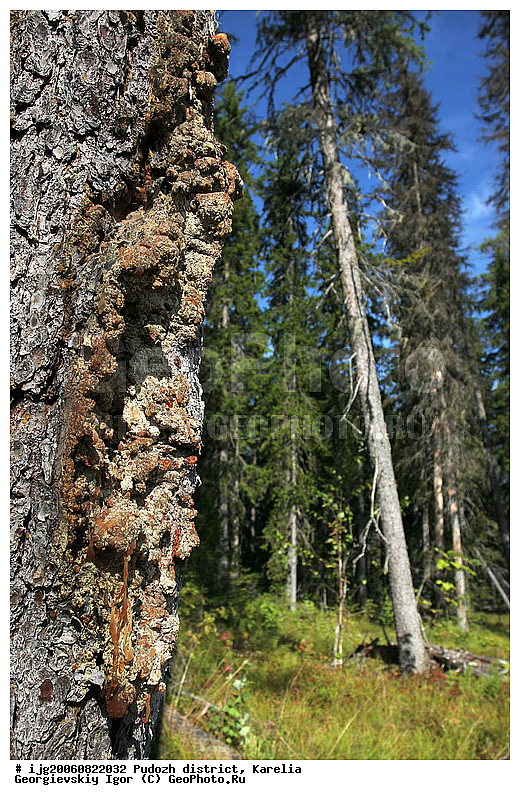 �����-��������, �������, ��������� �����, ������, ��������, �������� ������, �������� ���� �����