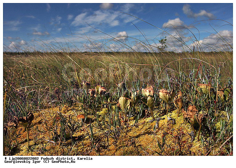 �����-��������, �������, ��������� �����, ������, ��������, �������� ������, �������� ���� �����