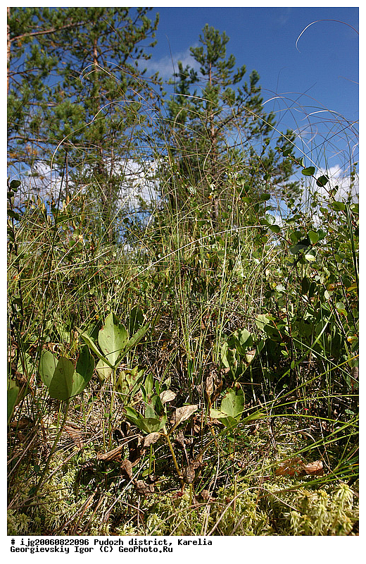 �����-��������, �������, ��������� �����, ������, ��������, �������� ������, �������� ���� �����