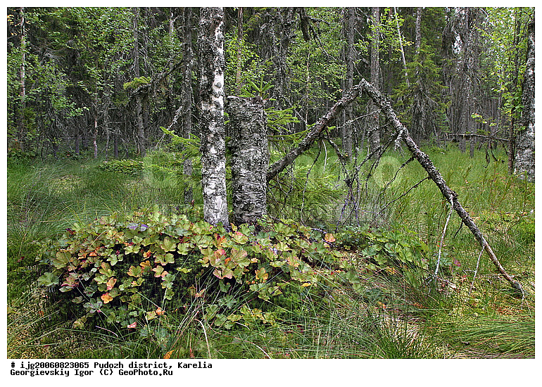 �����-��������, �������, ��������� �����, ������, ��������, �������� ������, �������� ���� �����