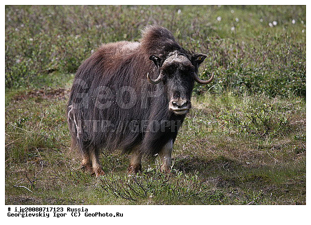 Ovibos moschatus Blainv, �������� �������, �������, �����, �������, ������, ��������, ��������, �������������, �������������, �����, �����, XYZ, ���������, Bovidae