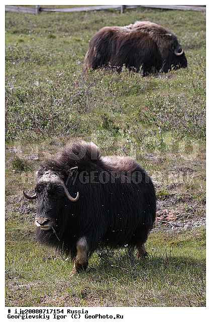 Ovibos moschatus Blainv, �������� �������, �������, �����, �������, ������, ��������, ��������, �������������, �������������, �����, �����, XYZ, ���������, Bovidae