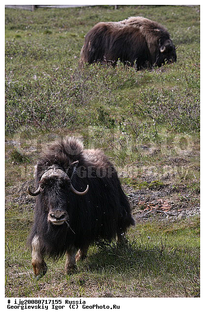 Ovibos moschatus Blainv, �������� �������, �������, �����, �������, ������, ��������, ��������, �������������, �������������, �����, �����, XYZ, ���������, Bovidae