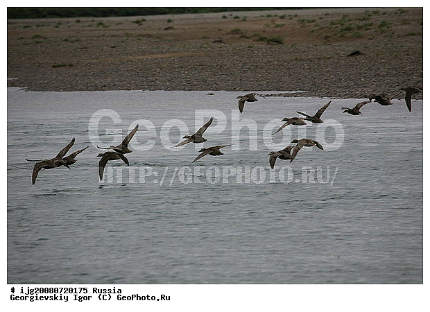 2008, Anatidae, ���������, ����, ���� � ������, ����� ���������, ����� ���� ���������, �����, �����, ������, ������