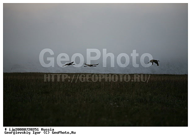 Grus, ���������, �������, �������, ����, ��������� �������, ���� � ������, ����� ���������, ����� ���� ���������, �����, �����, ������, ��������, ��������, �����, �����, ��������, �����������, XYZ, ����������, Gruidae, ��������� �������, Grus canadensis