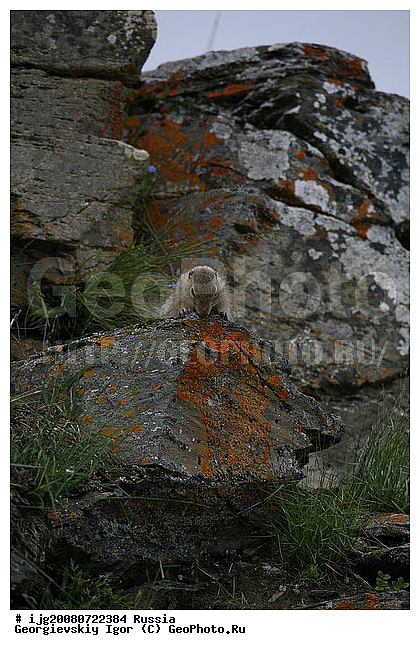 Spermophilus parryii, �������, ���������, �������, �����, ����, ��������, ��������, �������������, �������������, �����, �����, XYZ, �������, Sciuridae, ������������ ������, ����������� ������, ������������ ������, ������������ ������������� ������, �������, Spermophilus parryii, Spermophilus parryi, ������������ ������������� ������