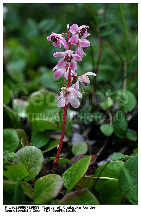 �������, �������, ���������, ���������, ������, ����, ��������, ��������, �������� ������, �����, ��������, ������, ��������� �����, ��������� ����, ������, ������ ��������, �����, ���������� ��������, ������������ ��������, ������������ ��������, ������, �����, XYZ, ����������, Ericaceae, �������� ���������������, �������� �������������, Pyrola grandiflora, Pyrola rotundifolia ssp. rotundifolia var. grandiflora