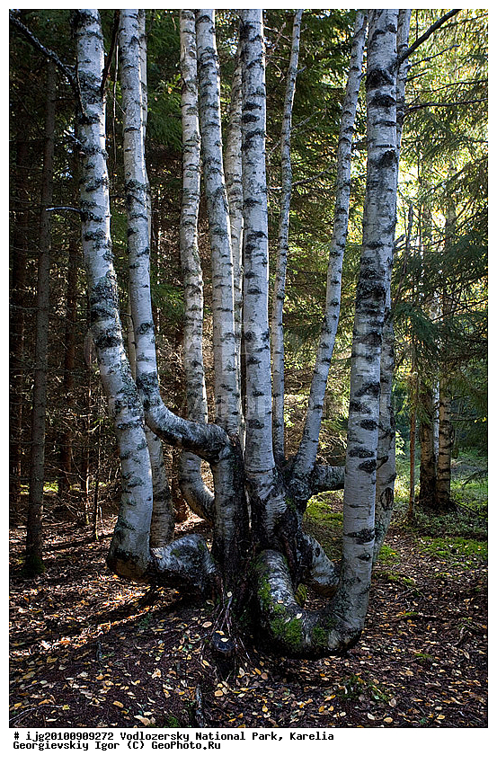 ������������, ��������� ������, �������, ������������ ����, ����������, �����, �����, ������, ����, �������