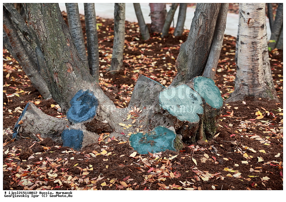 ������, ��������