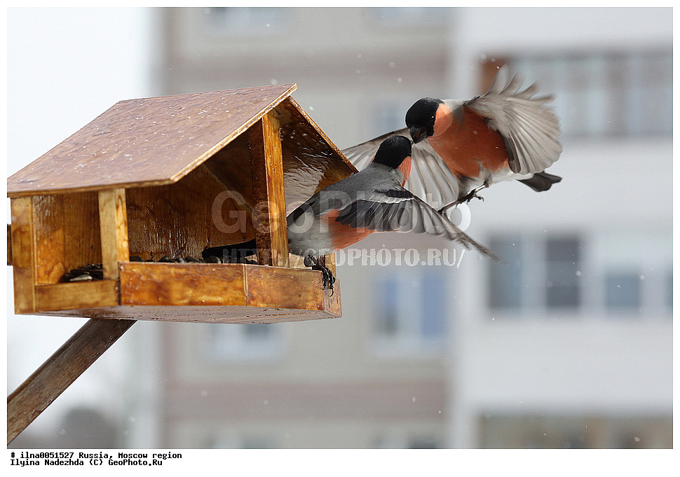 ������, �����������, �������, ��������, �����, ��������, ��������, ��������, �����������, �����, XYZ, ���������, Fringillidae, ������������ �������, Pyrrhula pyrrhula