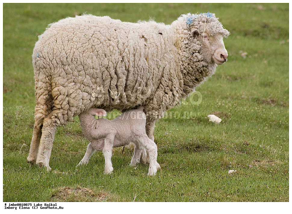 �������, ����, �����, �����, �������, ���������, ��������, ��������, ����������