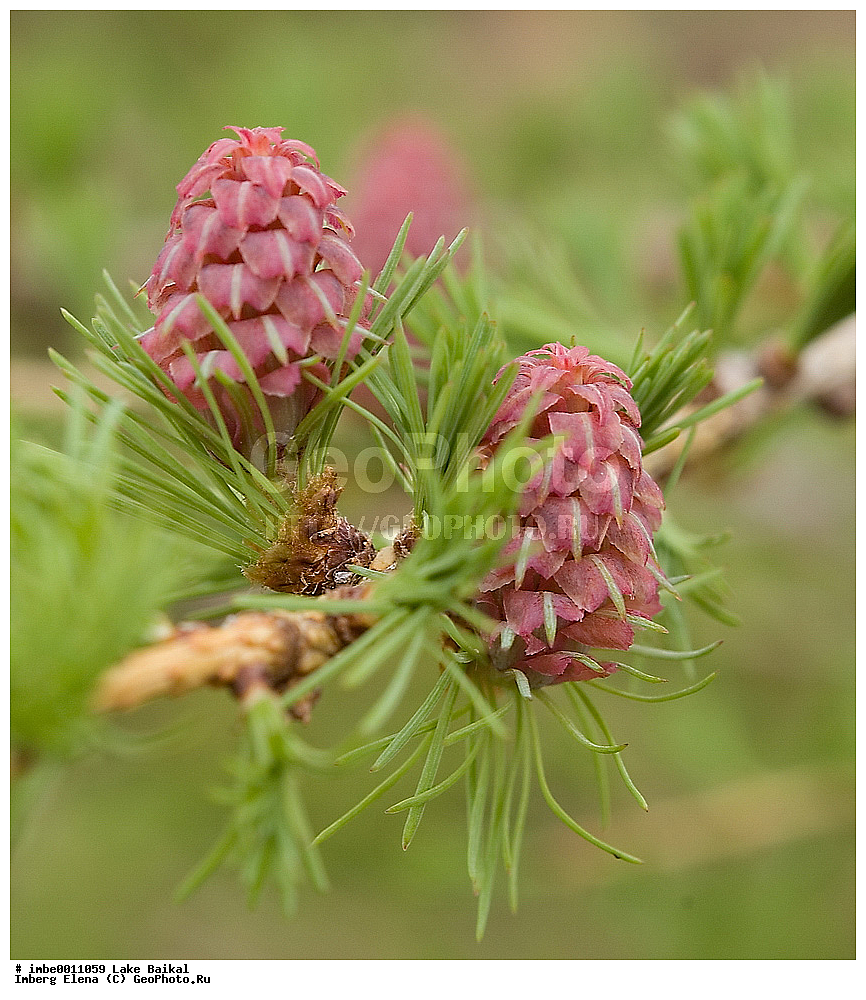 �����, ��������, �����������, �������, �����, ������, ����, �������, ����, �����, ������, �������� �����������, ������ ��������, �����, ��������, ���������� ��������, ������������ ��������, XYZ, ��������, Pinaceae, ����������� ���������, ����������� ��������, ����������� ��������, Larix sibirica