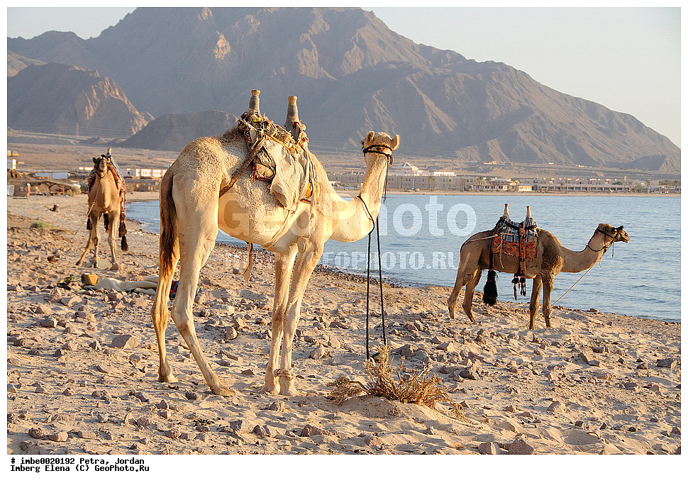 ��� ��������, ����, ����,����, ��������, ���������� ����������� �����������