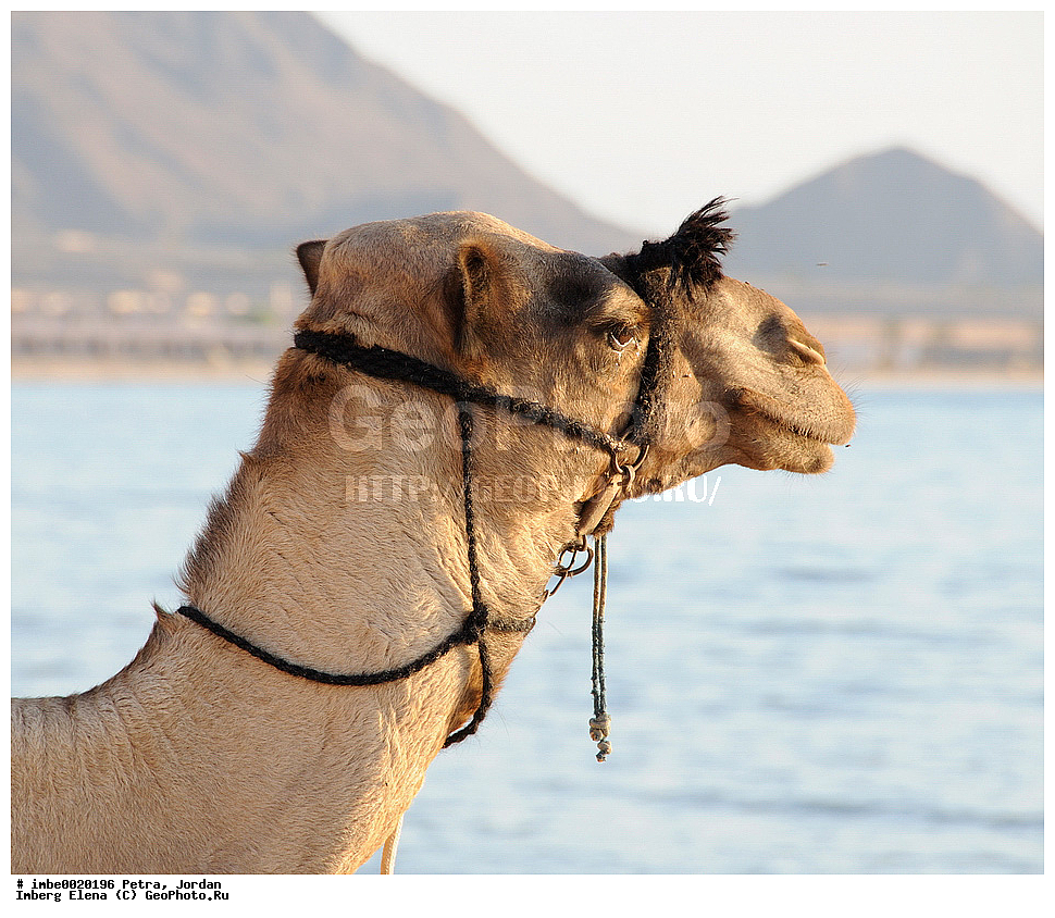 ��������, ���������� ����������� �����������, �������, ������, ����, ����, �������