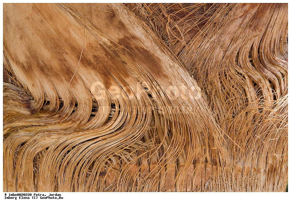 �����, ������, ����������, ���, �������, ����������, ��������, ���������� ����������� �����������