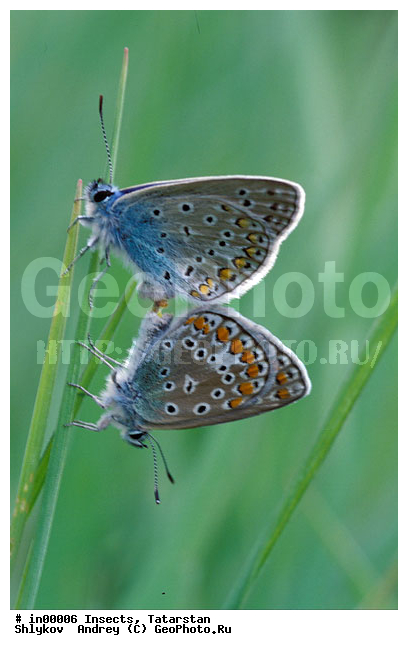 Askania-Nova, Insects, Ukraine, butterflies, copulation, reserve