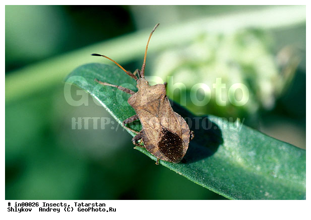 Bottom Kama, Bugs, Tatarstan, animals, arthropods, insects, reserve