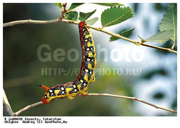 Bottom Kama, Caterpillar, Tatarstan, animals, arthropods, insects, reserve
