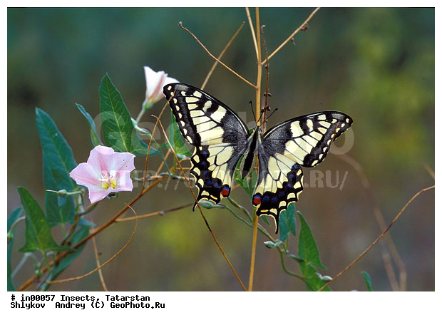 Bottom Kama, Butterflies, Tatarstan, animals, arthropods, insects, reserve