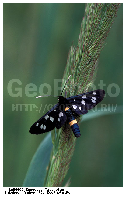 Bottom Kama, Butterflies, Tatarstan, animals, arthropods, insects, reserve