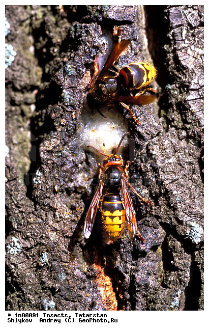Bottom Kama, Hornets, Tatarstan, Wasp, animals, arthropods, insects, reserve