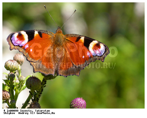 Animals, Nature, butterflies, insects, peacock butterflies
